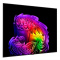 Televizors LG OLED83G61LW