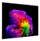 Televizors LG OLED55G61LW